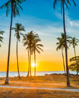 جميع الأصناف